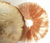 Pluteus petasatus image
