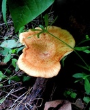 Polyporus craterellus image