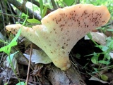 Polyporus craterellus image