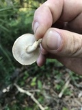 Lentinula boryana image