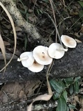 Lentinula boryana image