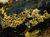Polycephalomyces tomentosus image