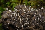 Penicillium vulpinum image
