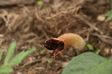 Lysurus cruciatus image