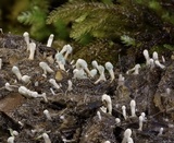 Penicillium vulpinum image