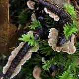 Trichaptum abietinum image