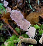 Trichaptum abietinum image
