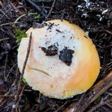 Amanita aprica image