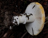 Amanita aprica image