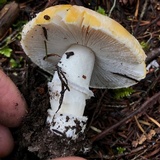 Amanita aprica image