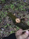 Polyporus craterellus image
