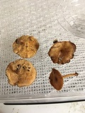 Polyporus craterellus image