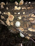 Reticularia lycoperdon image