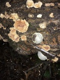 Reticularia lycoperdon image