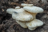 Lentinus levis image
