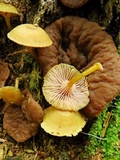 Chromosera cyanophylla image