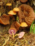 Chromosera cyanophylla image