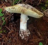 Amanita vernicoccora image
