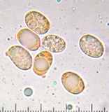 Amanita vernicoccora image