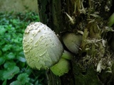 Coprinopsis variegata image
