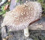 Coprinellus domesticus image