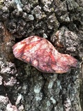 Fistulina hepatica image