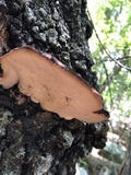Fistulina hepatica image
