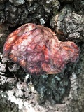 Fistulina hepatica image