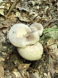 Lactarius argillaceifolius image