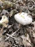 Lactarius argillaceifolius image