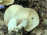 Lactarius argillaceifolius image