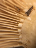 Lactarius argillaceifolius image