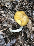Oudemansiella incognita image
