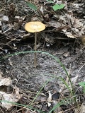 Oudemansiella incognita image