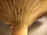 Lactifluus hygrophoroides image