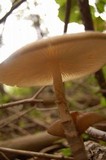 Xerula furfuracea image