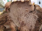 Sarcodon imbricatus image