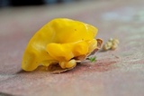 Naematelia aurantia image