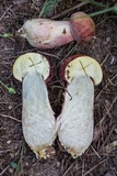 Boletus patrioticus image