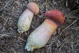 Boletus patrioticus image