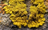 Xanthoria ulophyllodes image