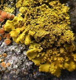 Xanthoria ulophyllodes image