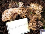 Sebacina schweinitzii image