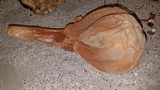 Dictyocephalos attenuatus image