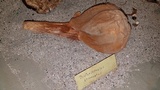 Dictyocephalos attenuatus image