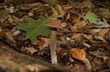 Oudemansiella furfuracea image