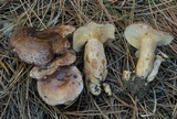 Lactarius hysginus image