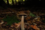 Oudemansiella furfuracea image