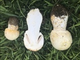 Agaricus crocodilinus image