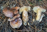 Lactarius hysginus image